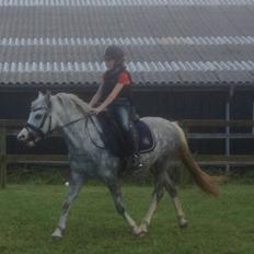 Welsh Pony (sec B) Felix. SOLGT.