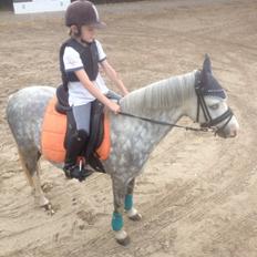Welsh Pony (sec B) Felix. SOLGT.