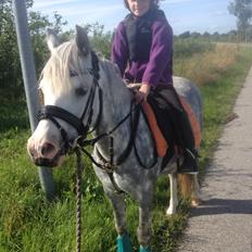 Welsh Pony (sec B) Felix. SOLGT.