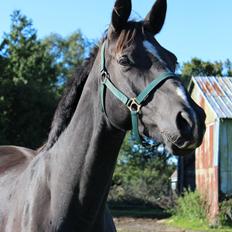 Dansk Varmblod Søballegårds prinz unique