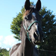 Dansk Varmblod Søballegårds prinz unique