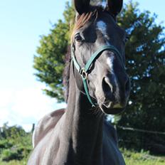 Dansk Varmblod Søballegårds prinz unique