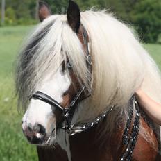 Irish Cob Salamanca (Sally)