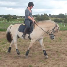 Fjordhest Møltrup Tor 