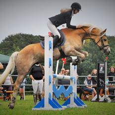 Haflinger Nantino Hestvang