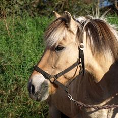 Fjordhest Prins
