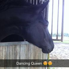 Dansk Varmblod Kalhave's Dancing Queen