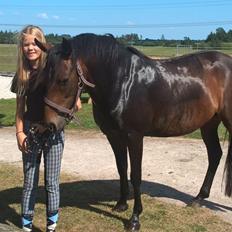 New Forest Spidshøjs Jessi