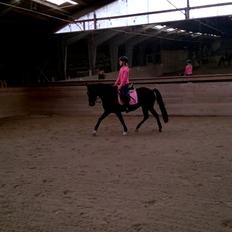 New Forest Spidshøjs Jessi