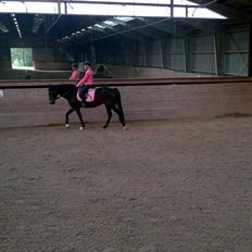 New Forest Spidshøjs Jessi