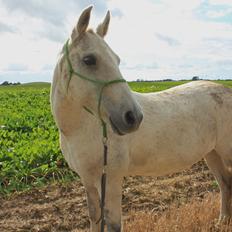 Connemara Sebastian Holmegård