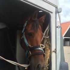 Dansk Varmblod Soleil's Monet