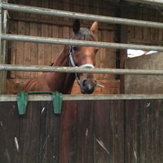 Dansk Varmblod Soleil's Monet