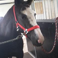 Anden særlig race Calina