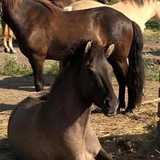 Islænder Màni fra Ribergaard