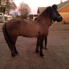 Islænder Màni fra Ribergaard