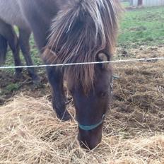 Islænder Màni fra Ribergaard