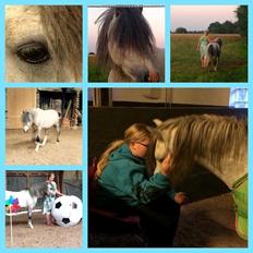 Welsh Mountain (sec A) Greenhills Shy Lorax