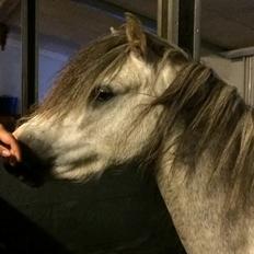 Welsh Mountain (sec A) Greenhills Shy Lorax