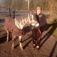 Welsh Mountain (sec A) Greenhills Shy Lorax