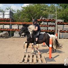 Anden særlig race Sorteper <3