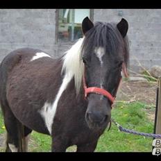 Anden særlig race Sorteper <3