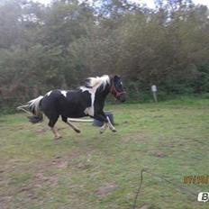 Anden særlig race Sorteper <3