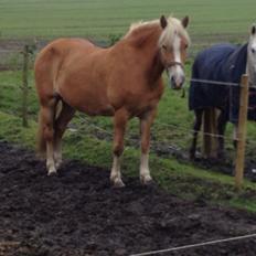 Haflinger Mitavia kaldes baby