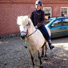 Islænder Disa fra Fruerlund *lånehest*