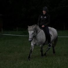 Islænder Disa fra Fruerlund *lånehest*