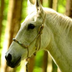 Anden særlig race Mon Cherie (Himmelhest)