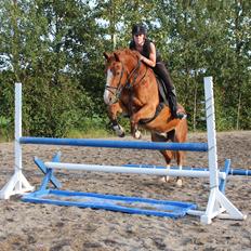 Anden særlig race Safir