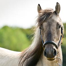 Highland Pony Torrin of Talisker