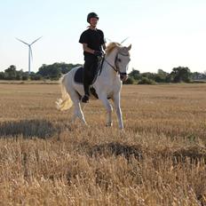 Welsh Pony (sec B) Bjerregårds bravour