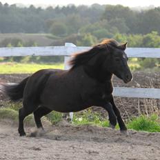 Shetlænder Overfussings Emma (Emmy)
