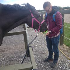 Dansk Varmblod Skylight (Part)