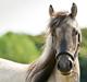 Highland Pony Torrin of Talisker