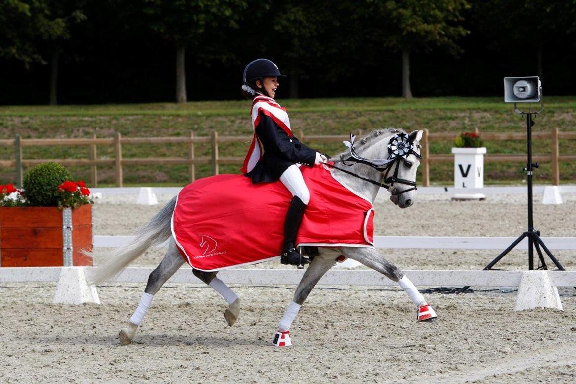 Welsh Pony (sec B) Clausholm Lord Joker Danmarksmester kat III 2015 - Vinder af DM Kat III 2015 billede 1