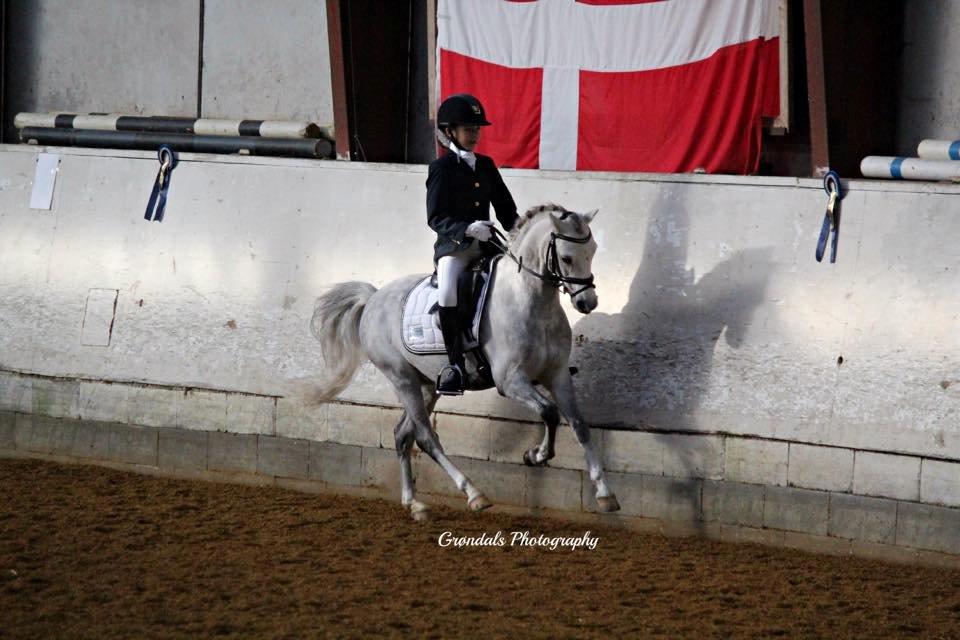 Welsh Pony (sec B) Clausholm Lord Joker Danmarksmester kat III 2015 billede 7