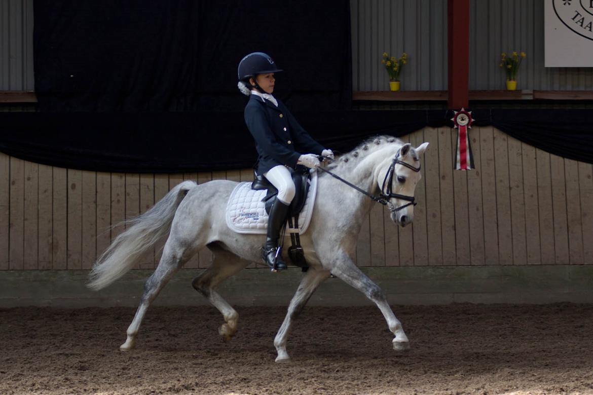 Welsh Pony (sec B) Clausholm Lord Joker Danmarksmester kat III 2015 - Landsstævne Solrød 2015 billede 3