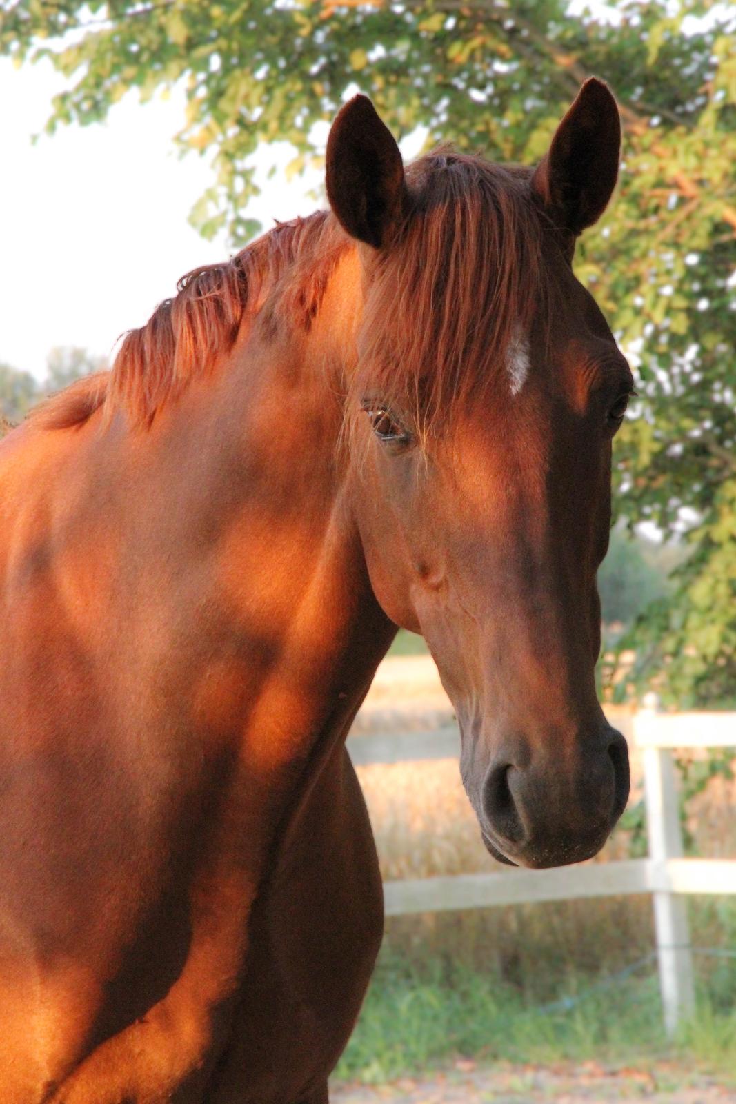 Dansk Varmblod Asterix billede 7