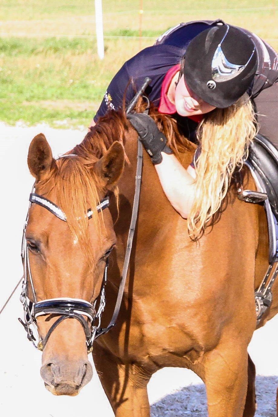 Dansk Varmblod Asterix billede 1