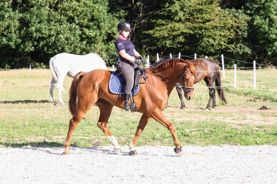 Dansk Varmblod Asterix billede 9