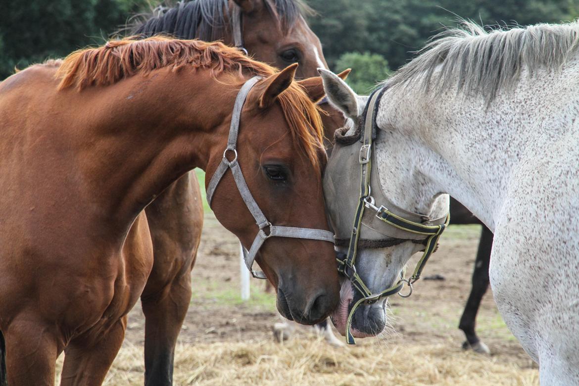 Dansk Varmblod Asterix billede 17