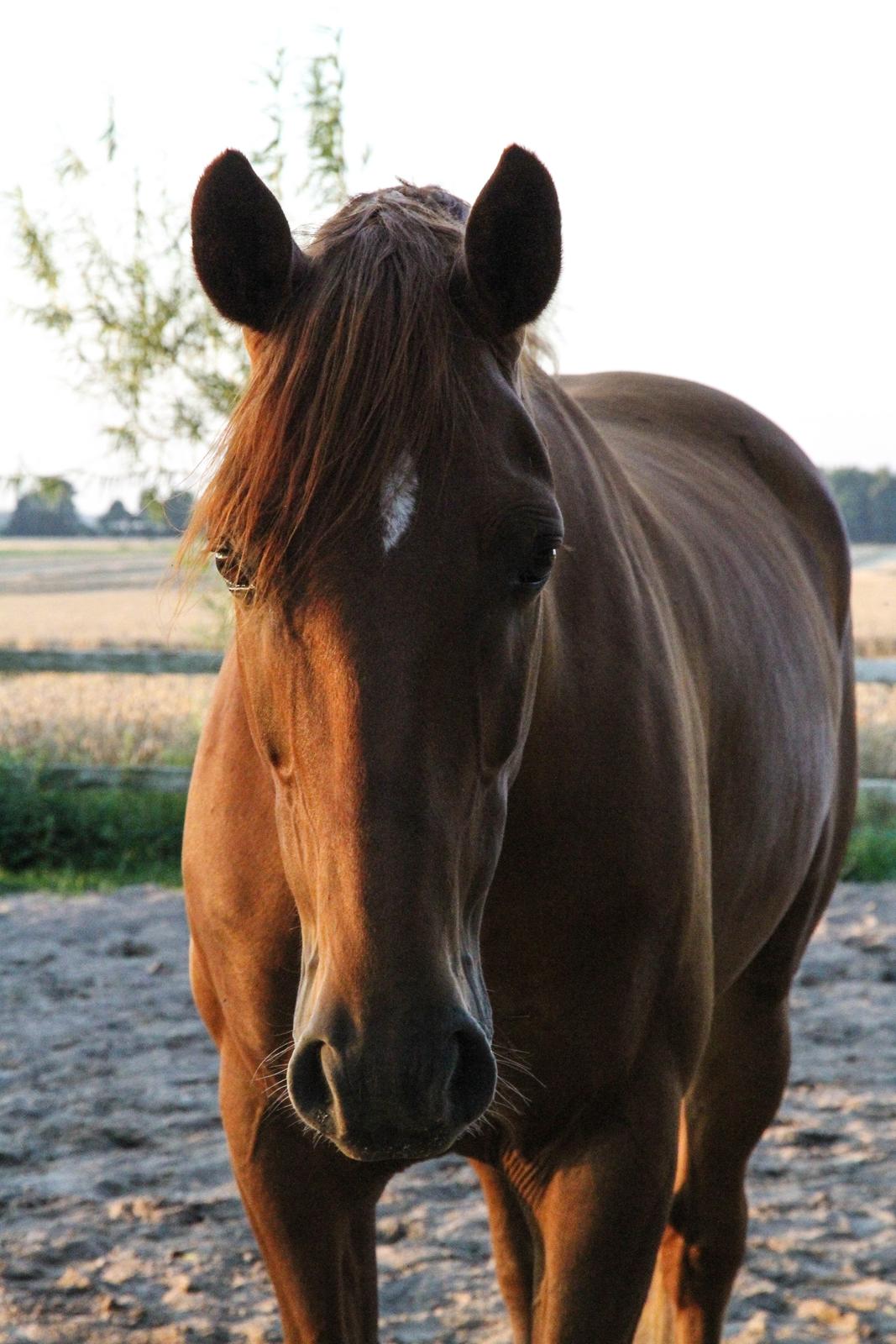 Dansk Varmblod Asterix billede 14