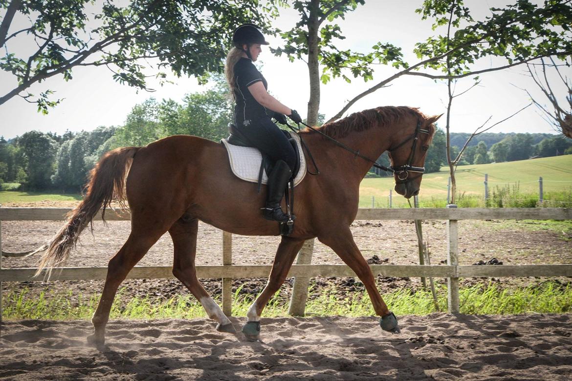 Dansk Varmblod Asterix billede 15