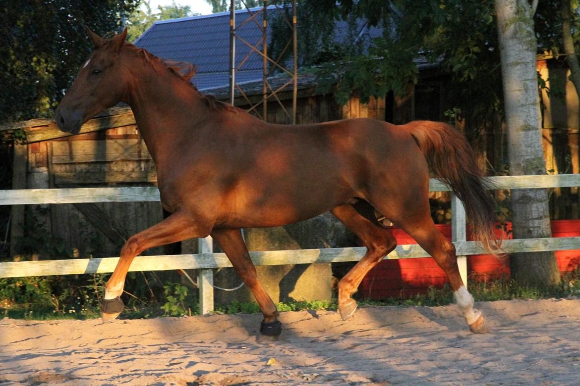 Dansk Varmblod Asterix billede 4