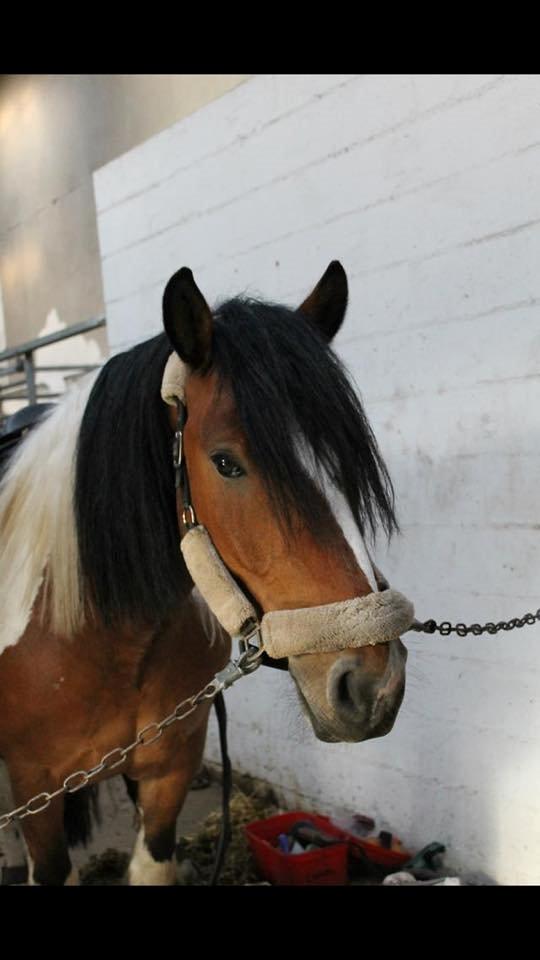 Tinker Kenzo  billede 10