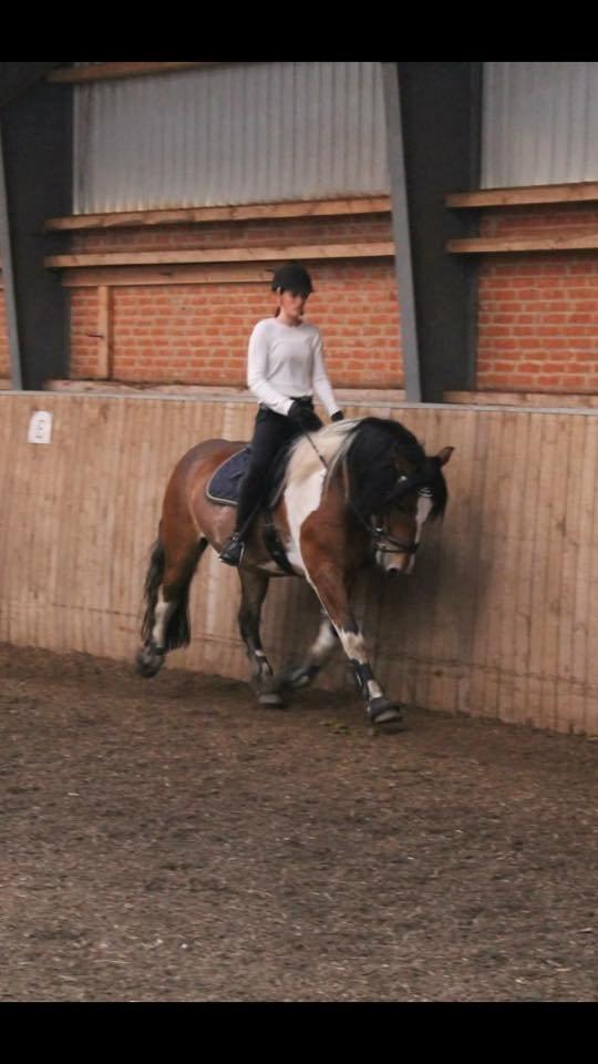 Tinker Kenzo  billede 12