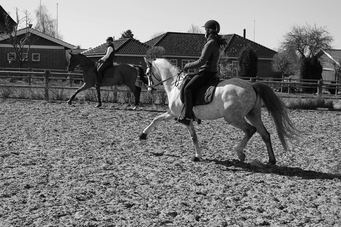 DSP Bakkegaarden's Triple Perfect - Øgning til træning  billede 7